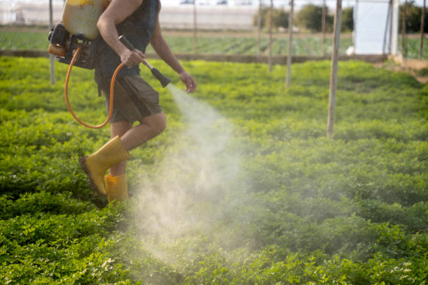 Best Exterminator Services  in Wtmore Village, HI