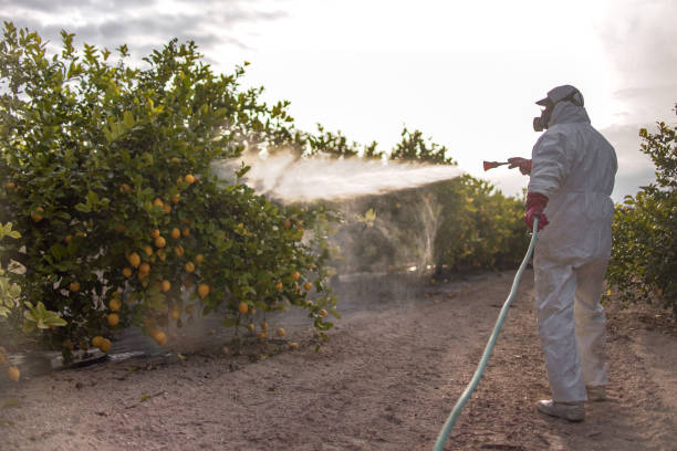 Best Insect Control  in Wtmore Village, HI
