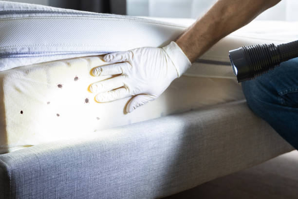 Best Local Pest Control Services  in Wtmore Village, HI
