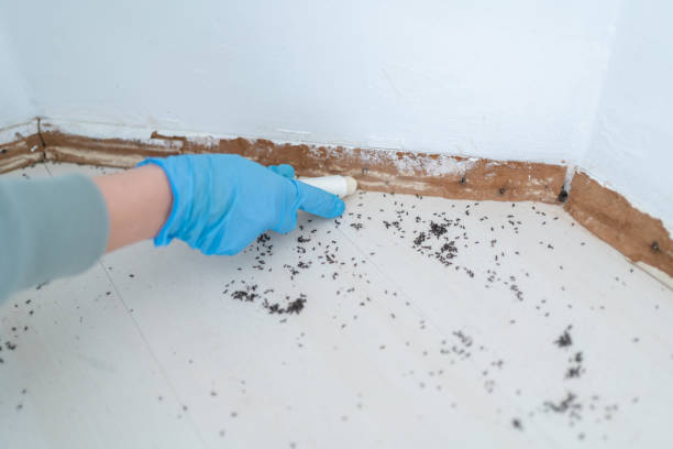 Best Flea Control Services  in Wtmore Village, HI
